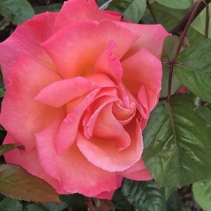 Meet your Posher, Stella